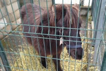 Un poney perdu à Aussillon...