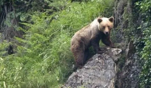 Un ourson en vadrouille dans le Tarn !