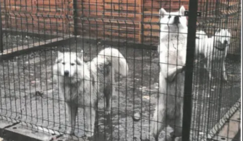 46 chiens sauvés dans un élevage sauvage délabré au Soler 