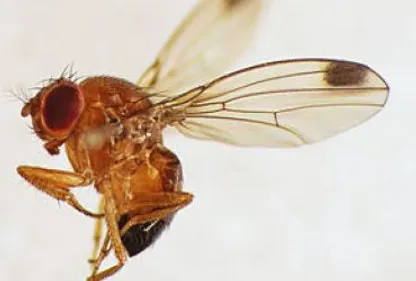 Victime de la mouche Drosophila suzukii : l'heure de l'indemnisation