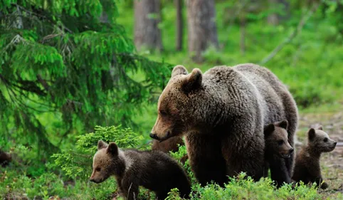 N. Hulot veut réintroduire deux nouveaux ours dans les Pyrénées 
