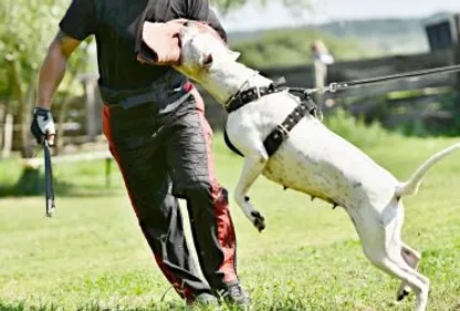 Deux femmes attaquées par des chiens 