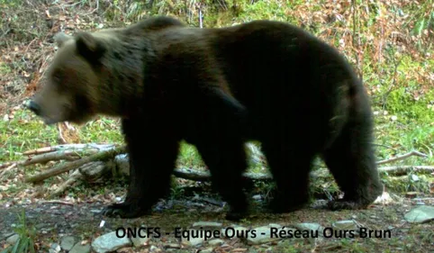 Pyrénées : l'ours Cannellito est vivant 