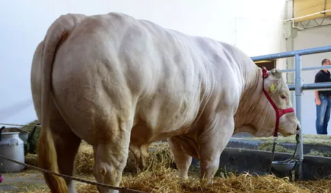 La foire agricole de Réalmont fête ses 60 ans ce weekend