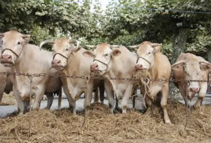 La grand-messe du monde agricole à Réalmont