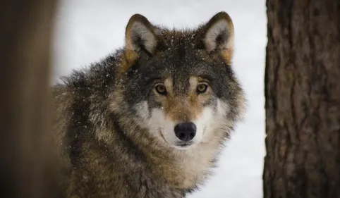 Fuite des loups à Cases-de-Pène : EcoZonia pointe du doigt des...