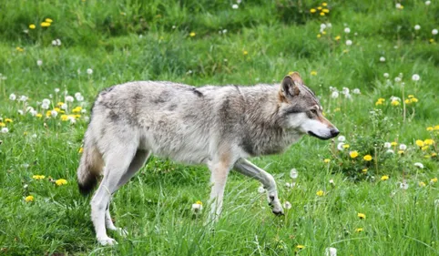 Le propriétaire d'un zoo tarnais sommé de transférer ses loups à...