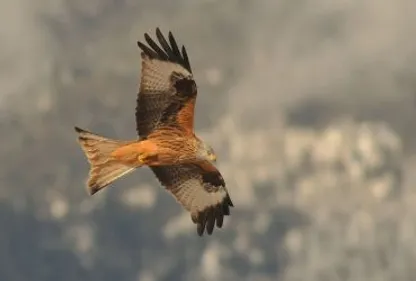 Les Pyrénées, principale terre d’accueil des milans royaux en France !