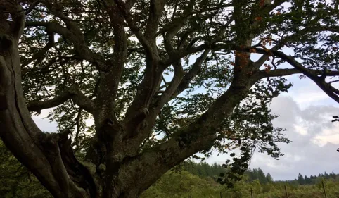 Un hêtre tarnais en lice pour l'Arbre de l'année 2019