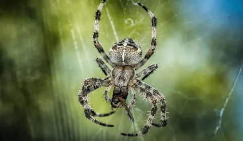 Près de Toulouse, une araignée tropicale trouvée dans un régime de...