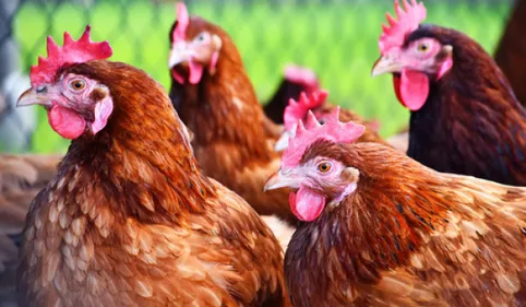 Inquiétudes autour d'un élevage de poules à Lescout: réunion...