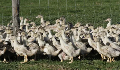 Premier foyer de grippe aviaire détecté en Haute-Garonne