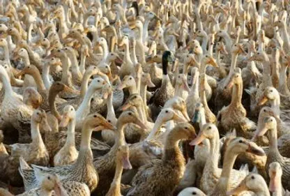 Grippe aviaire : les producteurs toussent, le département indemnise