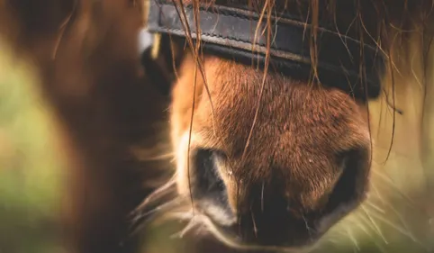 Un poney meurt percuté par une voiture sur la route d'Argelès-sur-Mer