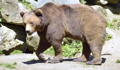 Manifestation tendue des anti-ours à Etsaut