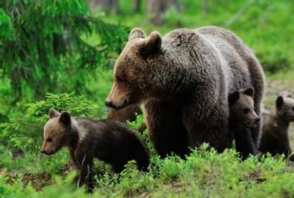 Quel dégâts liés à l'ours pour 2015 en Ariège ?