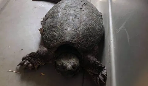 Une nouvelle tortue alligator trouvée ce matin près du canal du...