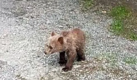 L'ourson "Mellous" n'a pas survécu