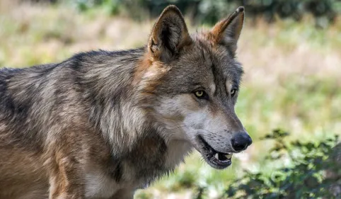 Plusieurs loups d'un parc animalier se sont échappés de leur enclos...