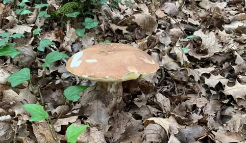 Le thermomètre fait le yoyo et les champignons sont de sortie dans...