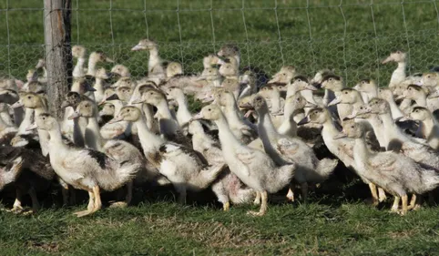 Grippe aviaire : plus d'un million d'animaux supplémentaires...