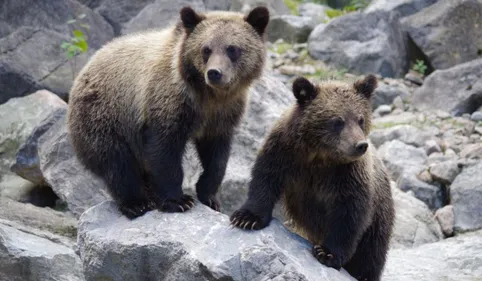 Trois oursons nés dans les Pyrénées Béarnaises