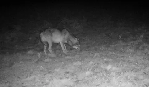 Tarn. Le loup attaque aux portes de Mazamet, les éleveurs exaspérés