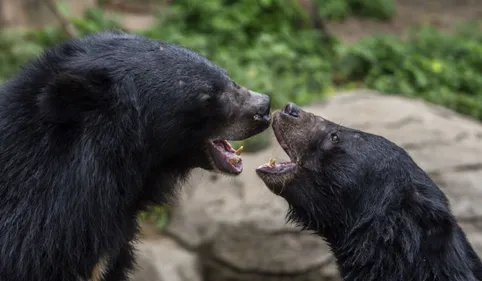 Des associations pour le maintien de l’ours dans les Pyrénées