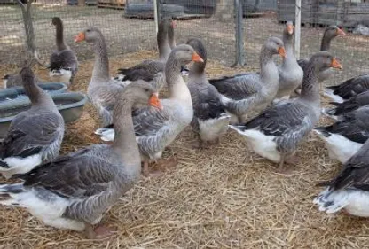 Le département face à la grippe aviaire