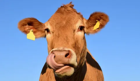 Une vache retrouvée décapitée à Olette dans le haut Conflent