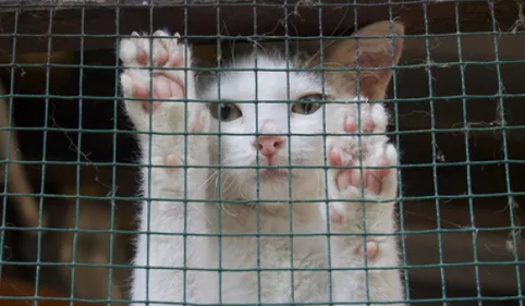 Des chats disparaissent mystérieusement près de Toulouse : une...