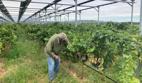 Un viticulteur catalan est en cours de récolte du premier vin...