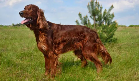 Hold Up, le chien sauvé par les pompiers à Cap Découverte près...