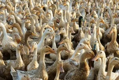 Grippe aviaire : la zone d'abattage préventif des canards élargie 