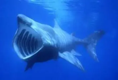 Saint-Cyprien : Un requin pèlerin obersvé au large !