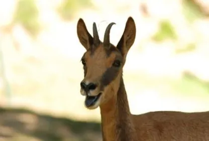 Ayzac-Ost : le parc animalier parmi les meilleurs