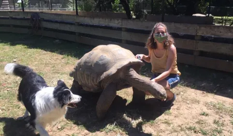 Les tortues géantes de Sorède retrouvrent leurs visiteurs