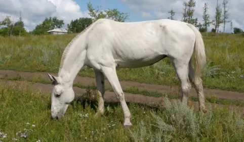 Un cheval tué et affreusement mutilé à Busque dans le centre du Tarn 