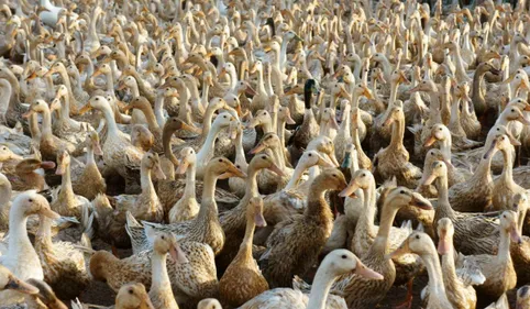 Grippe aviaire : vers des abattages massifs dans le Sud-Ouest