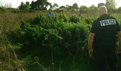 Toulouse : 1 million d’euros de cannabis détruit au camp de Ginestous 