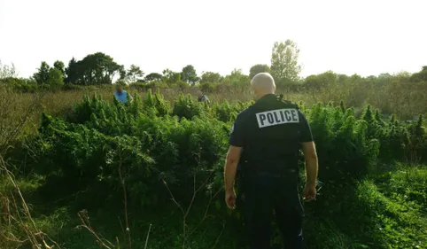 22 kilos de cannabis saisis à Colomiers : un père et son fils...