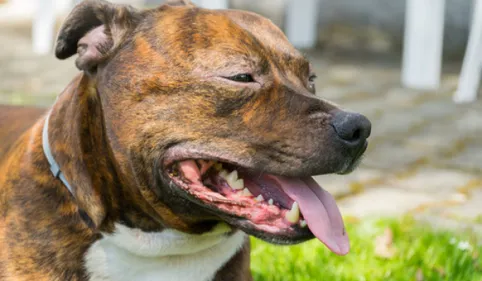 Un homme tente de tuer son chien à coups de hache près de Toulouse