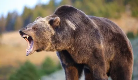 Mont Rouch : Nouvelle attaque d'ours