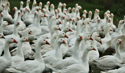 Grippe aviaire : La préfecture retoquée par la justice sur les...
