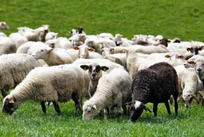 17 moutons volés à Aussillon