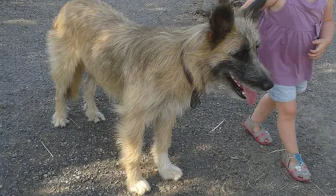 Aussillon: les chiens interdits dans le parc de la mairie