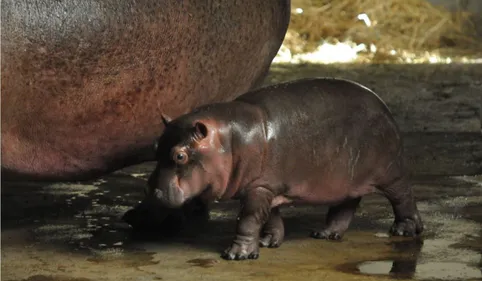 Un bébé hippopotame est né près de Toulouse 