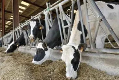 Le désespoir des agriculteurs