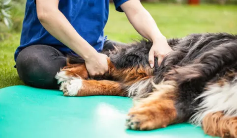 Belpech : Qui s'en prend aux animaux?