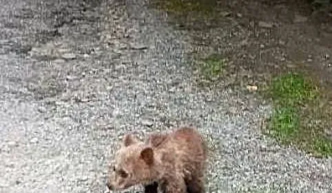 L'ourson recueilli à la frontière franco-espagnole et relâché va bien